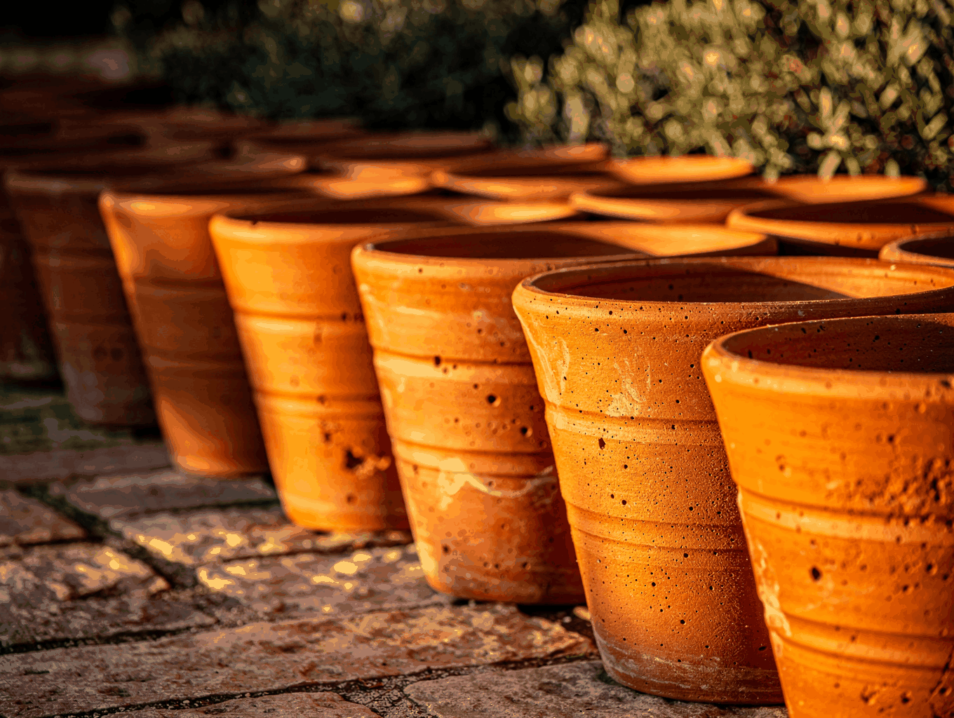Large antique terracotta pot with blossoming shrub on sunlit terrace
